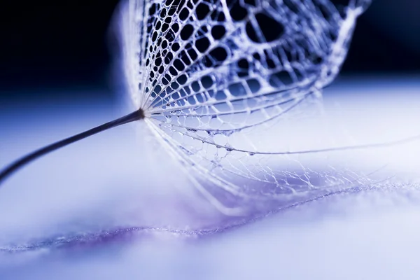 Abstracte compositie met paardebloem zaden - extreme close-up met soft focus Sea... — Stockfoto