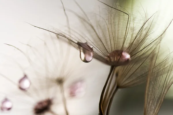 Абстрактный состав с семенами одуванчиков - экстремальный крупный план с мягким фокусом — стоковое фото