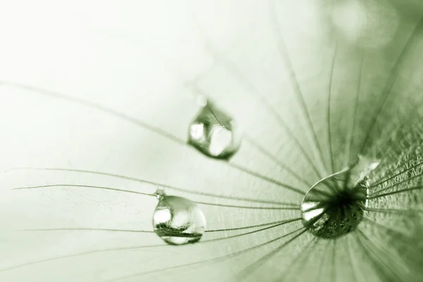 Abstract composition with dandelion seeds - extreme closeup with soft focus — Stock Photo, Image