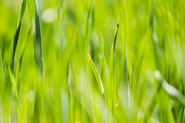 Konsistens och bakgrund från grönt gräs — Stockfoto