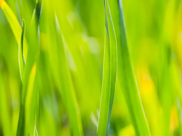 Konsistens och bakgrund från grönt gräs — Stockfoto