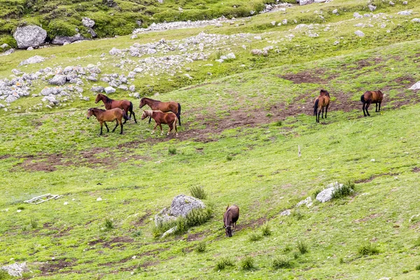 Пейзаж с лошадьми из гор Бучеги, часть Южных Карпат в Румынии — стоковое фото