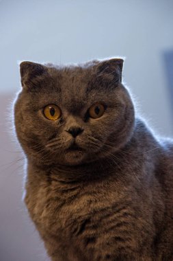 Sarı gözlü kedi kameraya gelişigüzel bakıyor.