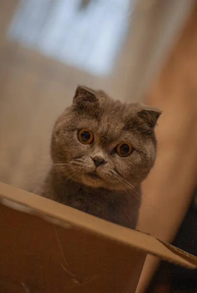 Güzel Bir Kedi Kutudan Dışarı Bakar — Stok fotoğraf