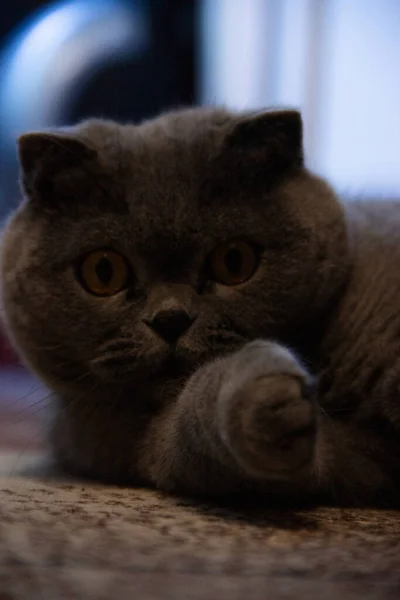 Cat Patrzy Ciebie — Zdjęcie stockowe