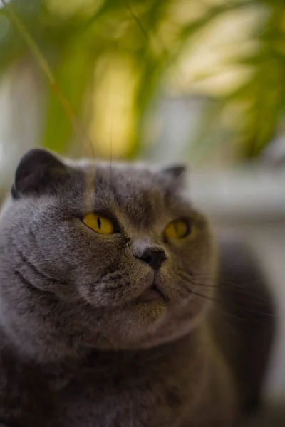 Cat Garden — Stock Photo, Image