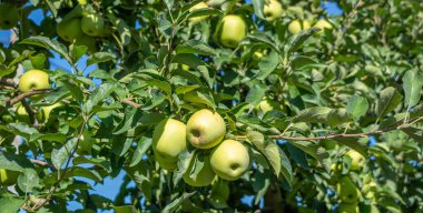 Ağaçta elmalar. Yeşil elmalar, kapatın..