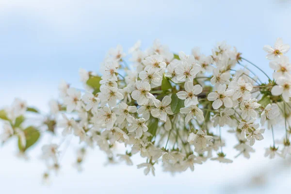 Bloeiende appelboom. Voorjaarsbloeiende bomen. — Stockfoto