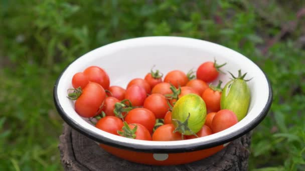 Placa Llena Tomates Cherry Orgánicos Maduros Multicolores Granjero Recoge Tomates — Vídeos de Stock