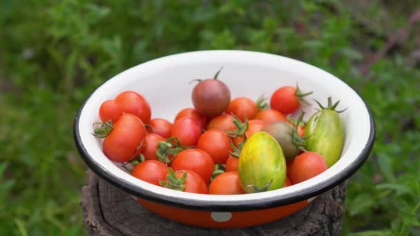 Placa Llena Tomates Cherry Orgánicos Maduros Multicolores Granjero Recoge Tomates — Vídeos de Stock