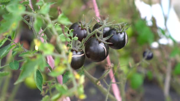 Een Boer Inspecteert Een Tomatenstruik Met Anthocyanine Struik Gebarsten Tomaten — Stockvideo