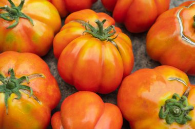 Costoluto Genovese 'nin organik kırmızı etli, sulu domatesleri gri arka planda yatar. Bahçıvanlık ve tarım dışında yerel çiftçi pazarında yaz mevsiminde satılır. Odaklanmayı seç