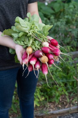 Çiftçi elinde taze, çok renkli bir turp tutuyor. Yerel çiftçi pazarında satılık taze sebzeler. Bahçe işleri ve organik sebze teslimatı kavramı. Eko tarım işçisi.