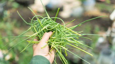 Çiftçi elinde bir avuç sarımsaklı ok tutuyor. Genç ve sulu sarımsak. Çiftçi pazarında organik yeşil sarımsak ekiyor ve yetiştiriyor. Filizlenen ampuller, Asyalı. Genç sarımsaklar.