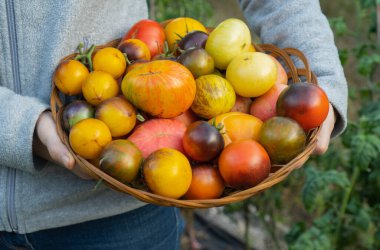 Çiftçi olgun domates renginde bir ahşap kutu tutuyor. Yerel çiftçi pazarında satılık taze sebzeler. Bahçe işleri ve organik sebze teslimatı kavramı. Eko-tarım işçisi. Seçici odak