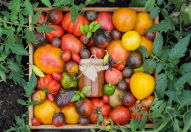 Bahçe yatağında içinde çok renkli domateslerin bulunduğu ahşap kutu duruyor. Taze domates, fesleğen ve pazarda satılık bir kavanoz ketçap. Bahçe işleri ve organik gıda teslimatı kavramı
