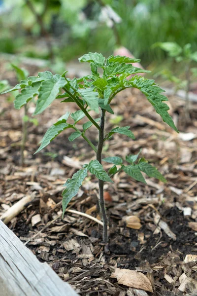 Young tomato seedlings grow on a mulched garden bed. Cultivation and planting of tomato seedlings for the production of organic vegetables. Fresh vegetables for sale at the local farmers market.