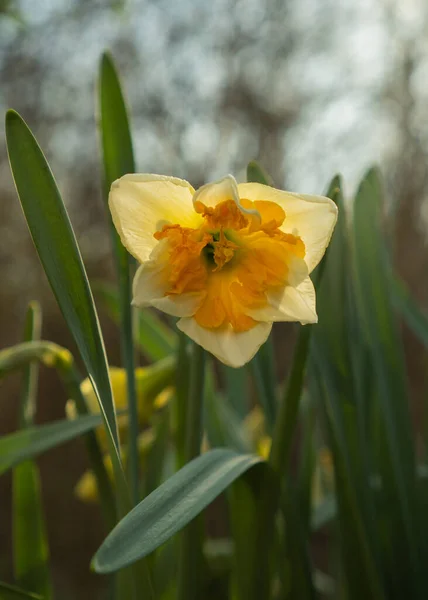 花Daffodils Narcissus 黄色と白 花壇に春の開花球根植物 ダフダフダフダフダフダフダフダフダフダフダフダフダフダフダフダの準備 コンセプトフラワーファーム 選択的焦点 — ストック写真