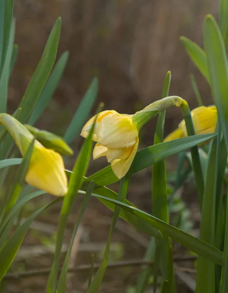 Blommor Påskliljor Narcissus Gul Och Vit Vårblommande Lökväxter Rabatten Redo — Stockfoto