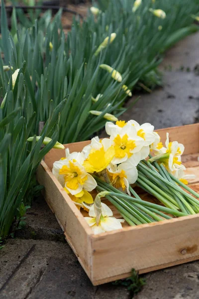 Flowers Daffodils Narcissus Yellow White Spring Flowering Bulb Plants Flowerbed — Zdjęcie stockowe