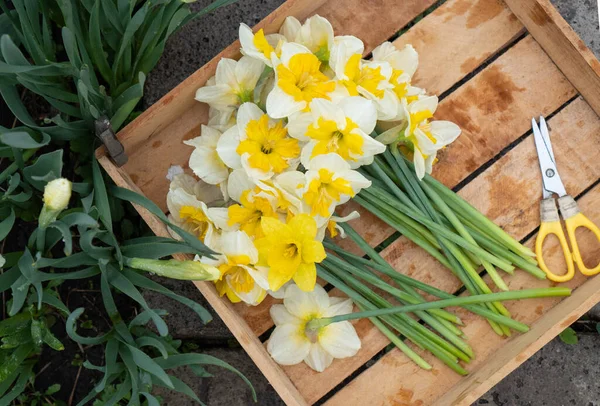 花Daffodils Narcissus 黄色と白 花壇に春の開花球根植物 切り花は木箱に入っています 農家は 販売の概念のためにJonquil Daffaddilllyをカットします 選択的焦点 — ストック写真