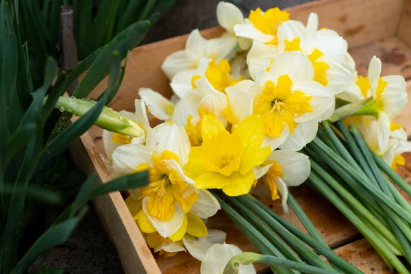 花Daffodils Narcissus 黄色と白 花壇に春の開花球根植物 切り花は木箱に入っています 農家は 販売の概念のためにJonquil Daffaddilllyをカットします 選択的焦点 — ストック写真