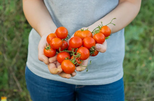 Granjero Tiene Pincel Tomates Rojos Cherry Sus Manos Híbrido Productivo — Foto de Stock