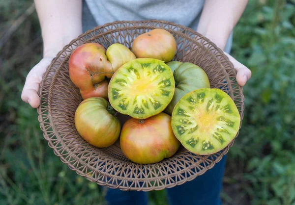 Granjero Sostiene Sus Manos Plato Con Tomates Ocres Muy Jugosos — Foto de Stock