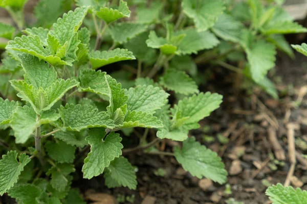 Melissa bitkilerinden oluşan genç bir bitki bir eczanenin saman yatağında. Limon merhemi, genel merhem ya da bahçede nane şekeri. Organik tarım. Vahşi doğada bitki yetiştirmek. Çay aromalı. Köy bahçesi bitkileri.