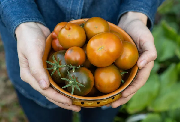 Granjero Sostiene Sus Manos Plato Con Tomates Muy Jugosos Marz — Foto de Stock