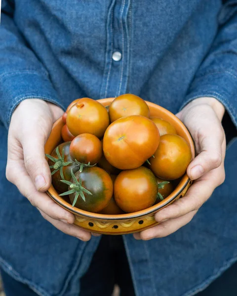 Granjero Sostiene Sus Manos Plato Con Tomates Muy Jugosos Marz — Foto de Stock