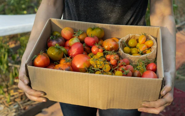 Agricultor Sostiene Una Caja Cartón Con Una Mezcla Tomate Maduro — Foto de Stock