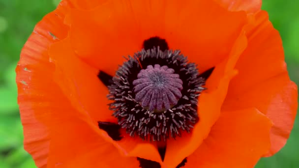 Big Red Poppy Top Close Red Poppy Green Field Wheat — Stock Video
