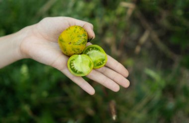 Çiftçi ellerinde etli ve sulu yeşil meyve domatesleri yeşil Zebra 'yı tutuyor. Yerel çiftçi pazarında organik taze ürünler satılıyor. Bahçıvanlık ve tarım kavramı. Kadın çiftçi elleri.