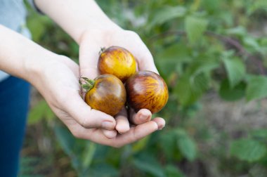 Çiftçi elinde kiraz domatesleri sarısı ve antosiyanin ana renkleri tutuyor. Yerel çiftçi pazarında organik taze ürünler satılıyor. Bahçıvanlık ve tarım kavramı. Kadın çiftlik işçisi el.