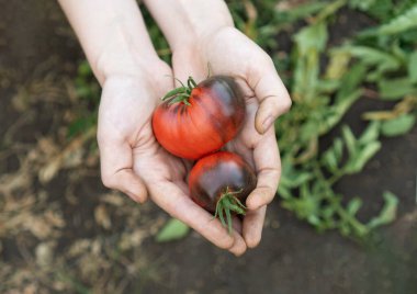 Çiftçi elinde kiraz domatesleri kırmızı pembe ve antocyanin Sgt Peppers tutuyor. Yerel çiftçi pazarında organik taze ürünler satılıyor. Bahçıvanlık ve tarım kavramı. Kadın çiftlik işçisi el.