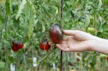 Çiftçi elinde kiraz domatesleri kırmızı pembe ve antocyanin Sgt Peppers tutuyor. Yerel çiftçi pazarında organik taze ürünler satılıyor. Bahçıvanlık ve tarım kavramı. Kadın çiftlik işçisi el.