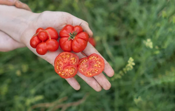 Granjero Tiene Sus Manos Tomates Fruta Racimo Pequeño Rojo Reisetomato — Foto de Stock