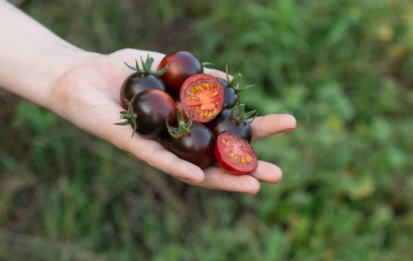 Farmer Holds His Hands Cherry Tomatoes Red Anthocyanin Helsing Junction — Foto de Stock