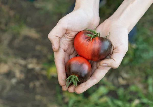 Farmer Tiene Sus Manos Tomates Cherry Rojo Rosa Pimientos Sgt — Foto de Stock