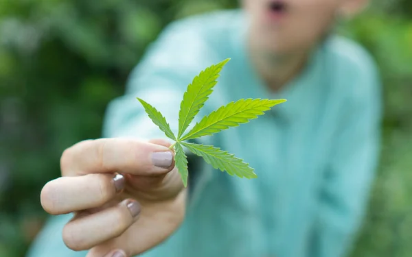 Young medical thc or cbd marijuana leaves playfully sway in the wind. Human hand holding a green leaf of cannabis in the sun. Natural background and environment. Selective focus, cultivation of hemp.