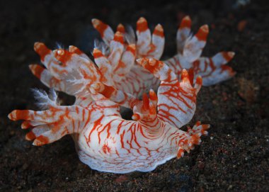 Kırmızı omurgasızını