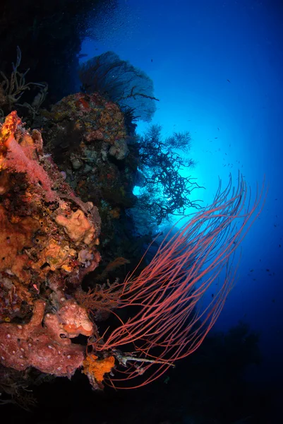 Bali corals — Stock Photo, Image