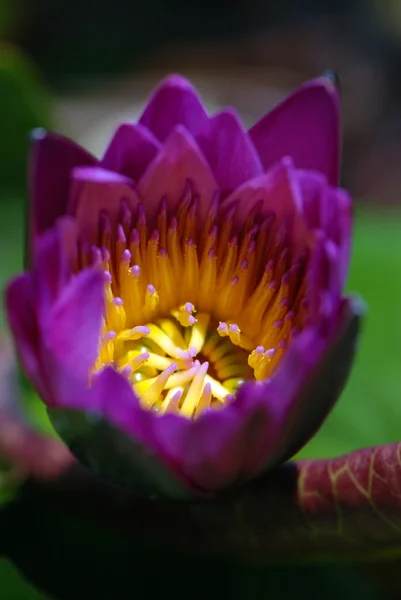 Zambak çiçeği dışarı