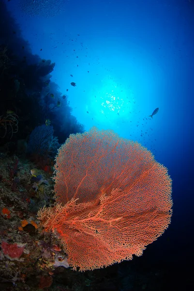 Large coral — Stock Photo, Image