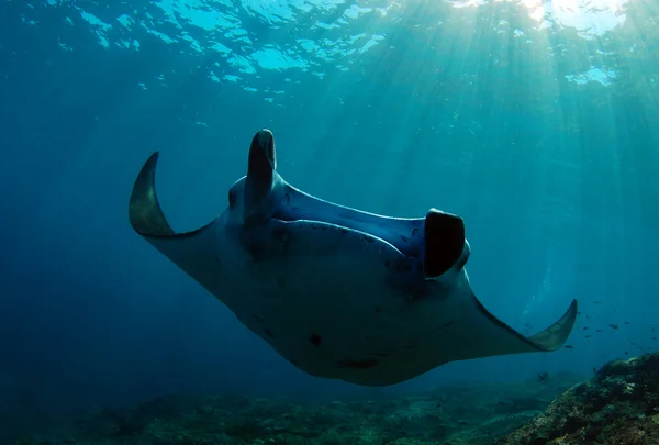 Manta ray na slunci — Stock fotografie