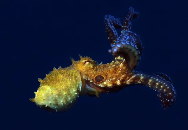 Ahtapot gökyüzünde