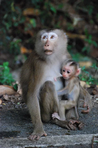 Monkey with a baby — Stock Photo, Image