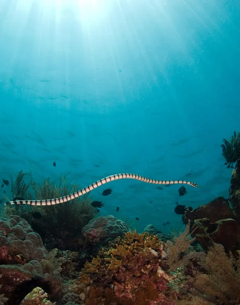 Sea snake — Stock Photo, Image