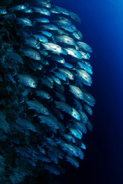 School of fish — Stock Photo, Image